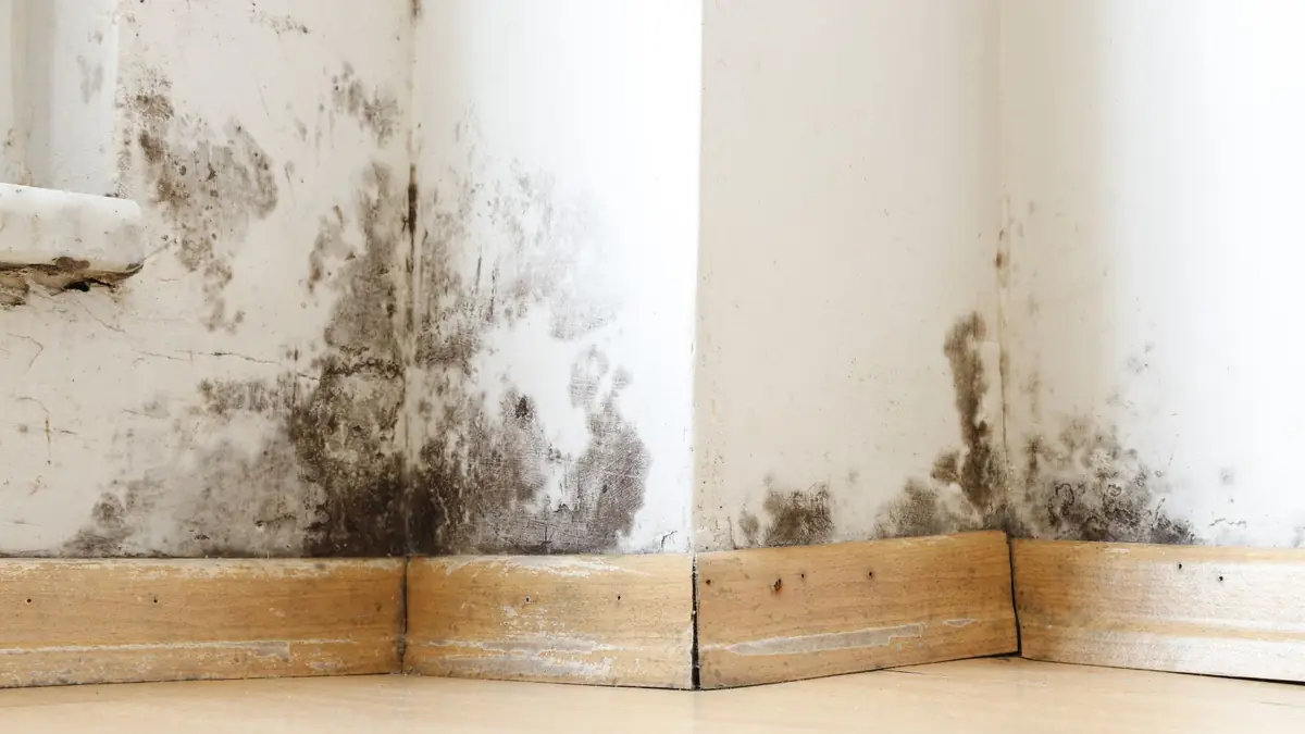 Mold growth along the base of a wall in a corner