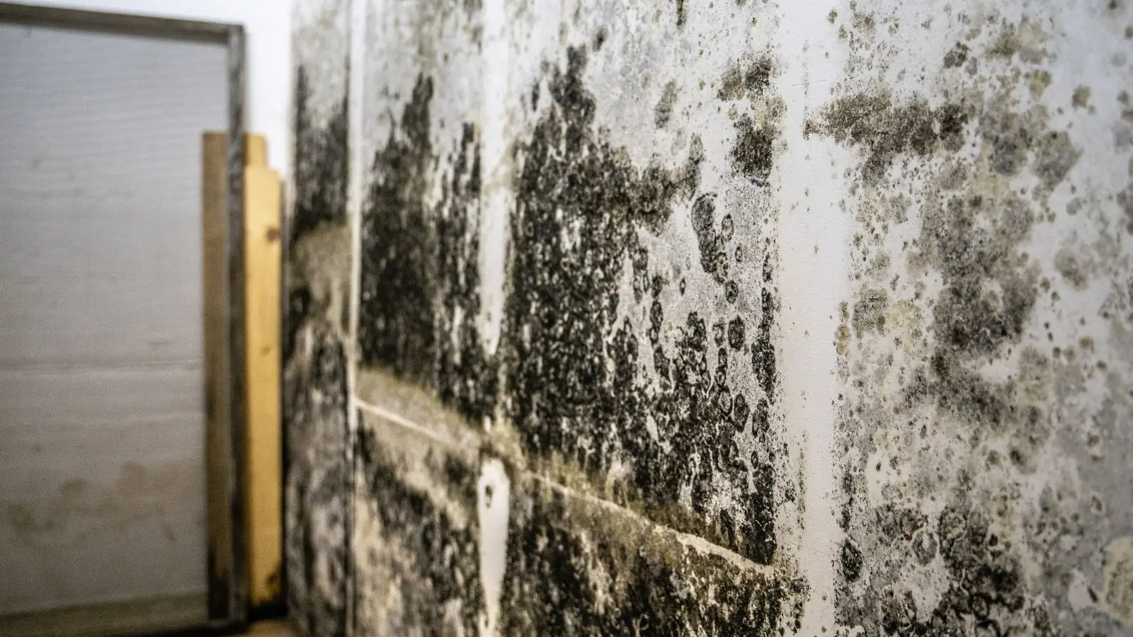 Dark mold covering a basement style wall