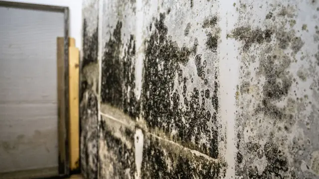 Dark mold covering a basement style wall
